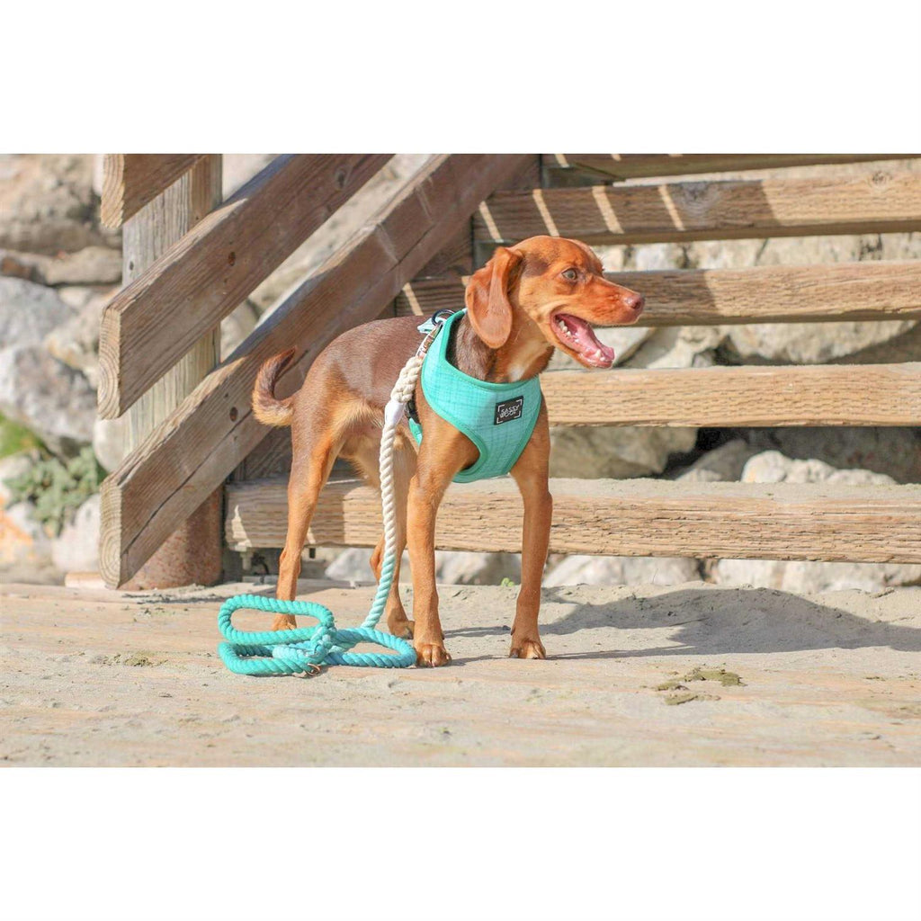 Dog Rope Leash T892208