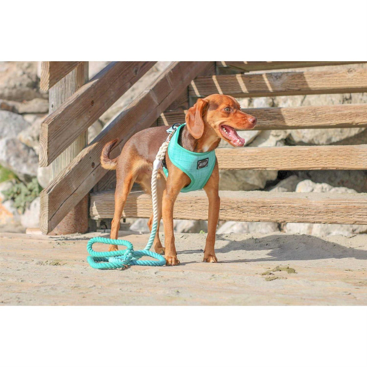 Dog Rope Leash T892208