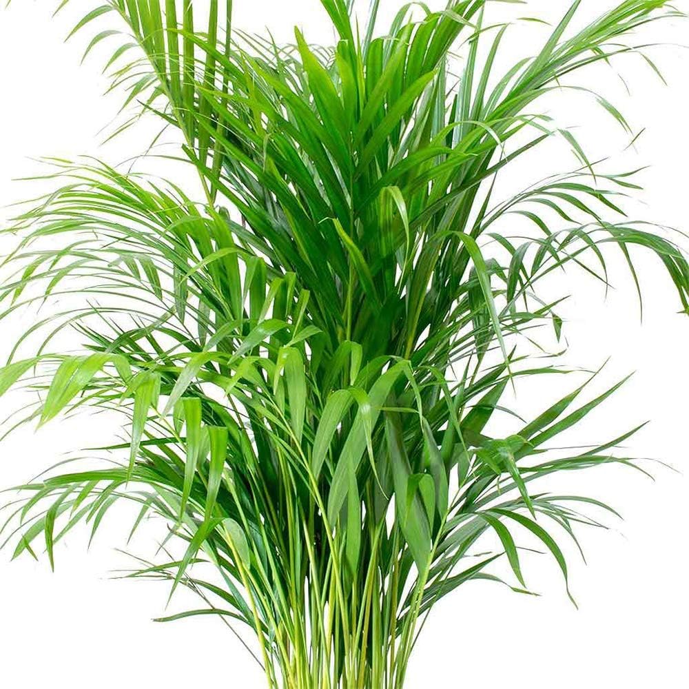 6" Pot Areca Palm Live Plant I433