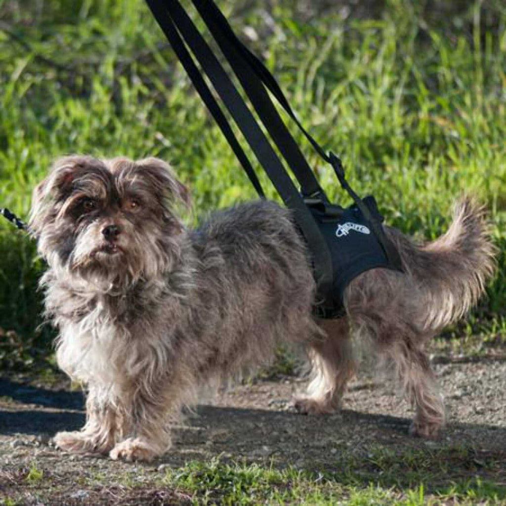 Support Harness J74671