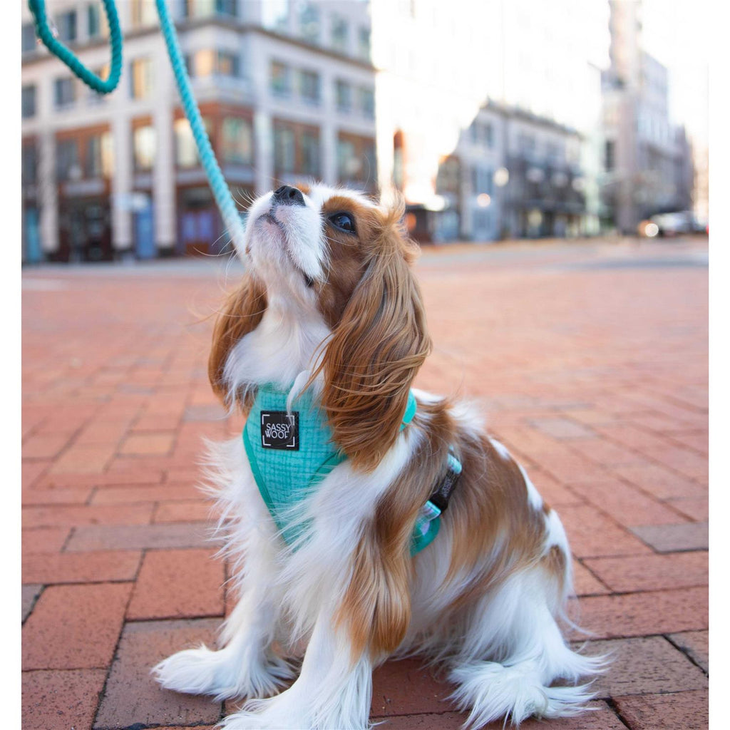 Dog Rope Leash T892208