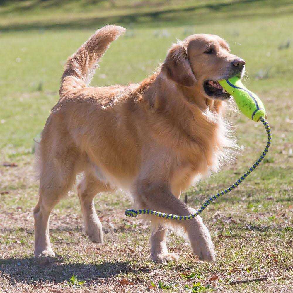 Dog Squeaker Stick G16142