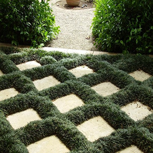 Dwarf Mondo Grass - 10 Live Plants - Evergreen Ground Cover I667
