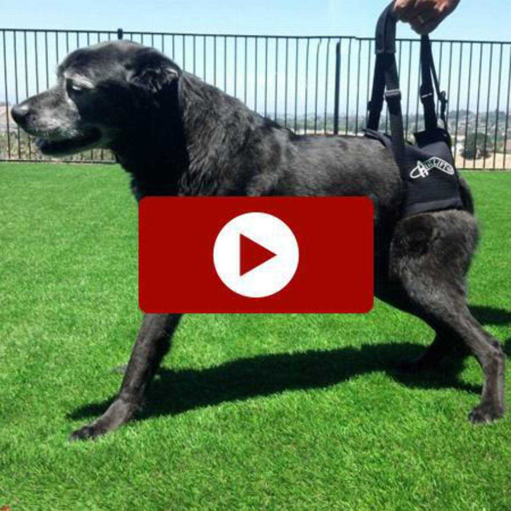 Support Harness J74671