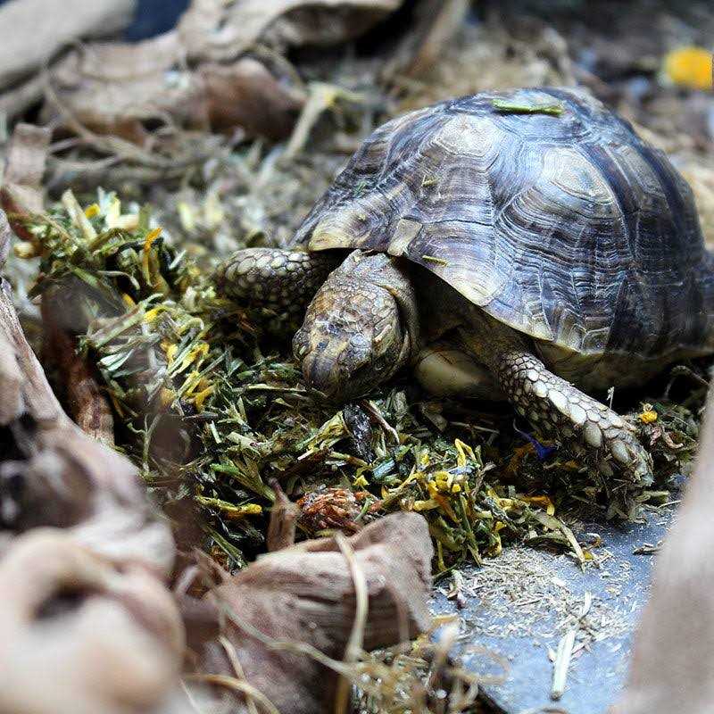 Tortoise Food Y81715