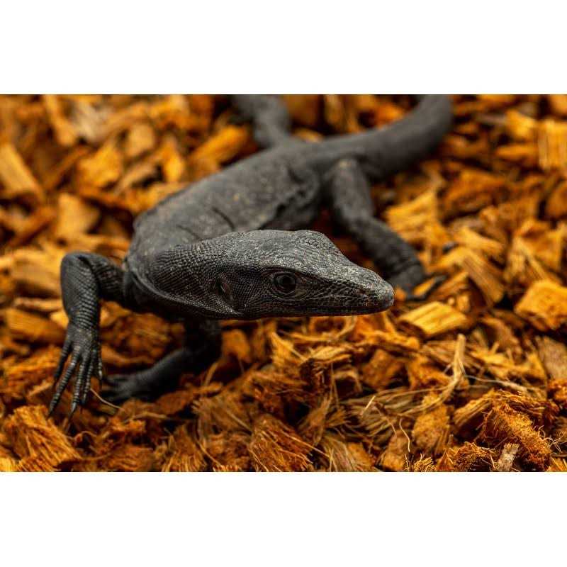 Compressed Coconut Chip Substrate 72 Quart Reptile Bedding W8953