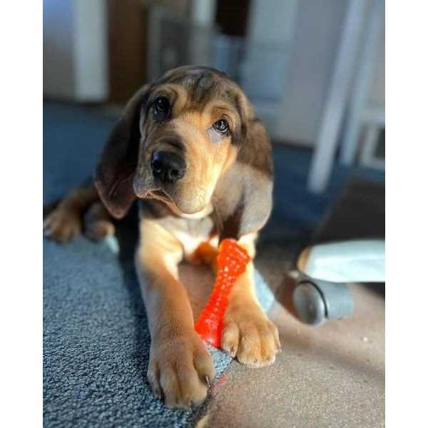 Puppy Chew Bone H766077
