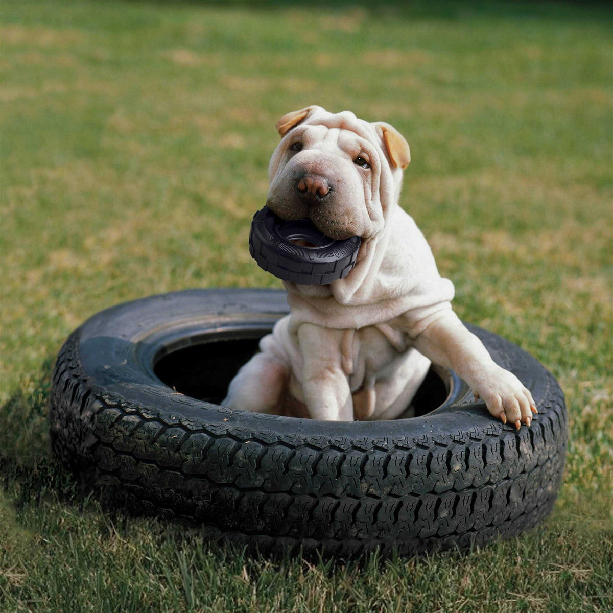 Dog Toy M374