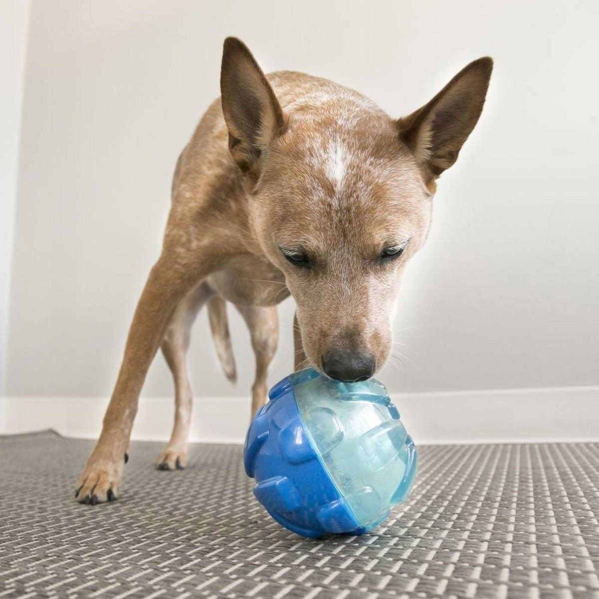 Dog Toy O9052