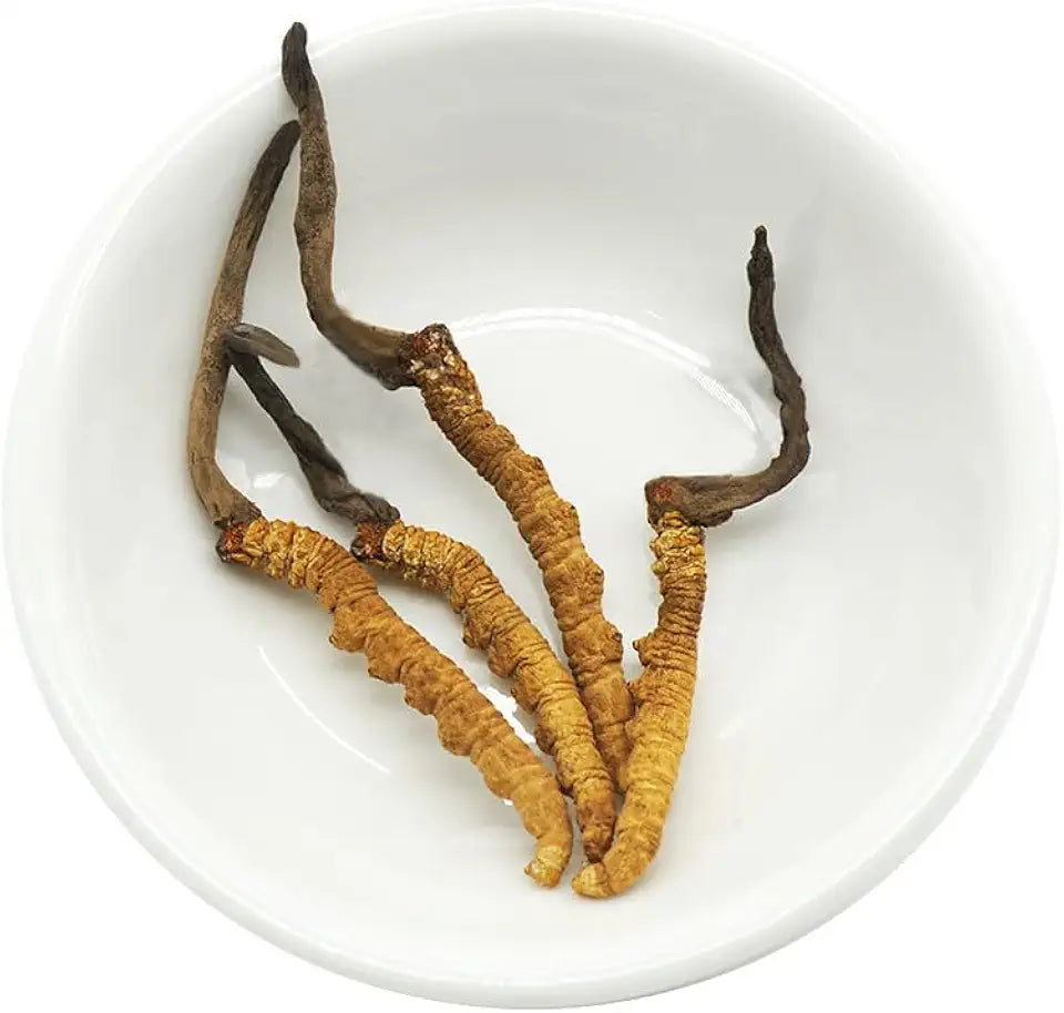 Dried Cordyceps sinensis 4 pcs 1g M33098